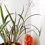 Casa Manaar Appartement