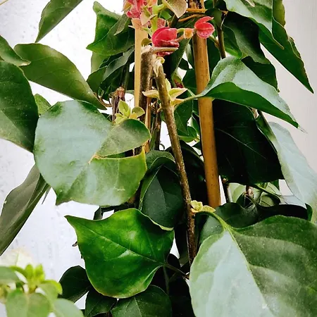 Casa Manaar Appartement Polignano a Mare